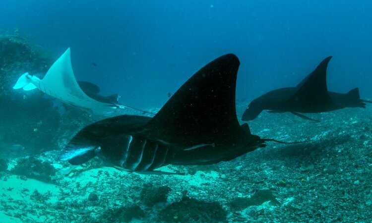 Papua Explorers Dive Resort: Mantas