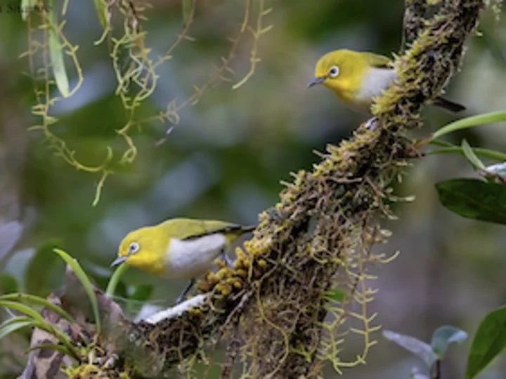  Indonesia, Sulawesi: Mountain White-eye (Zosterops Montanus)