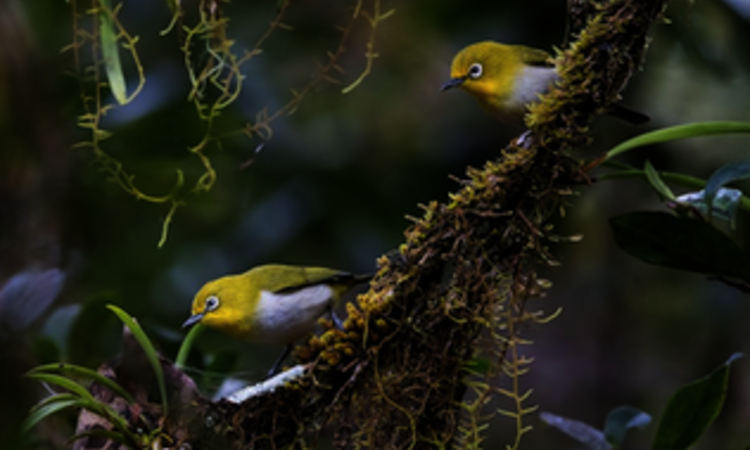 Indonesien, Sulawesi: Gebirgsbrillenvogel (Zosterops Montanus)