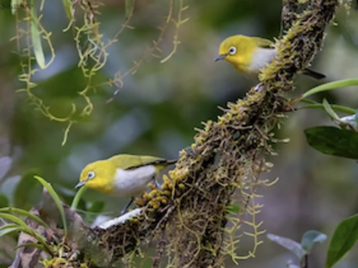 Indonesien, Sulawesi: Gebirgsbrillenvogel (Zosterops Montanus)