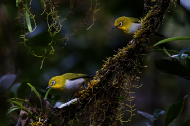 Indonesien, Sulawesi: Gebirgsbrillenvogel (Zosterops Montanus)