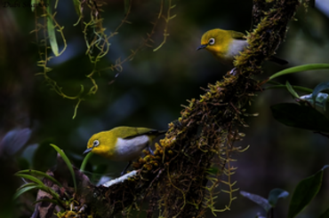 Indonesia, Sulawesi: Mountain White-eye (Zosterops Montanus)