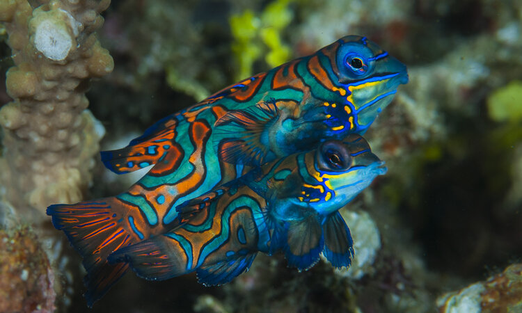  Raja Ampat: Mandarin Fish