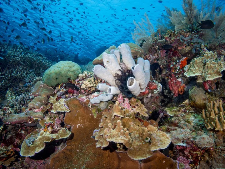 Bunte Korallenarten und Fisch: Auf Tauchgang mit dem Siladen Resort & Spa in Sulawesi, Indonesien