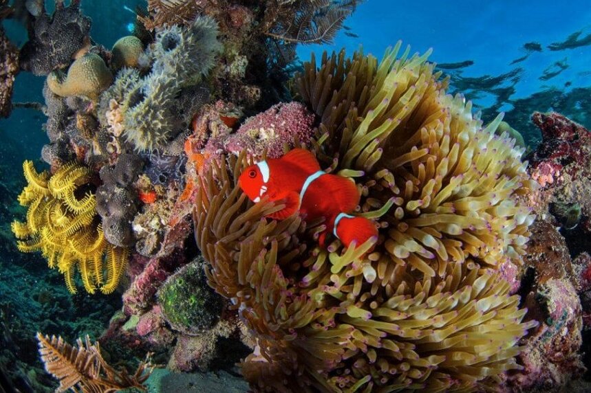 Tauchen ums Komodo Resort, Komodo Nationalpark: Clownfisch in Koralle