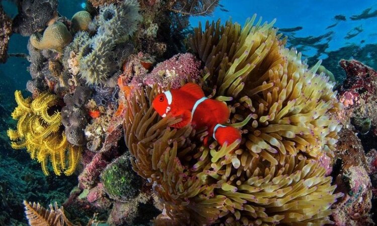 Diving around Komodo Resort, Komodo National Park: Clownfish in coral