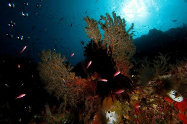 Indonesien östlich der Wallace Line: Kleine rot-weiße Fische vor Koralle I Indonesia east of the Wallace Line: Small red and white fish off coral