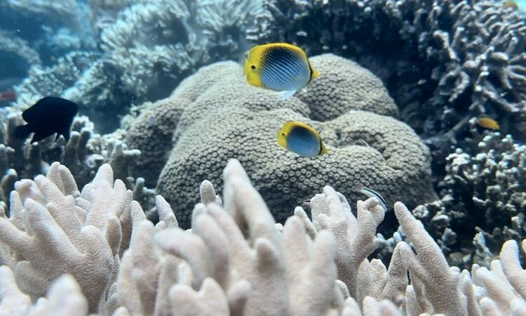 Moluccas, Morotai: Two yellow-blue fish in front of corals