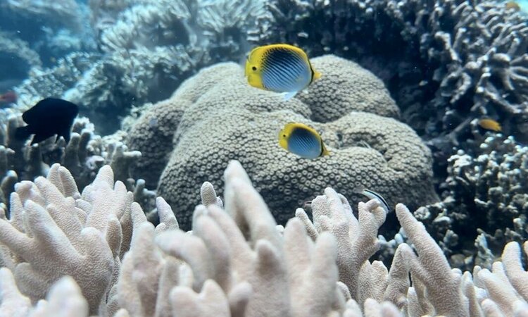 Molukken, Morotai: Zwei gelb-blaue Fische vor Korallen