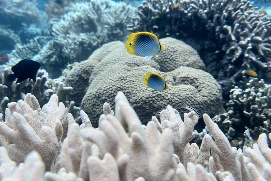 Molukken, Morotai: Zwei gelb-blaue Fische vor Korallen