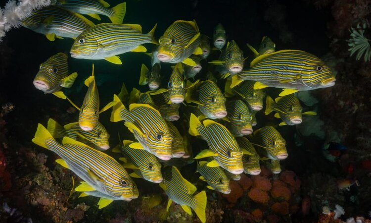 Gelb-schwarz gestreifte Fische bei Tauchausflug: Tompotika Dive Lodge