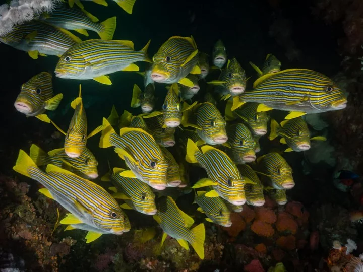 Yellow and black striped fish on a diving trip: Tompotika Dive Lodge