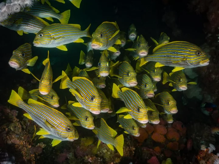 Gelb-schwarz gestreifte Fische bei Tauchausflug: Tompotika Dive Lodge