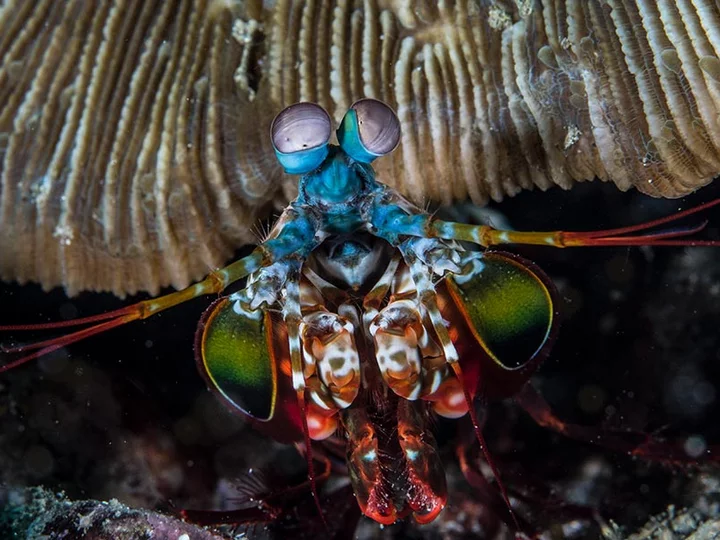 Colorful shrimp while diving with Sali Bay Resort crew, Moluccas