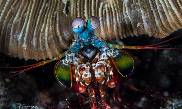 Colorful shrimp while diving with Sali Bay Resort crew, Moluccas