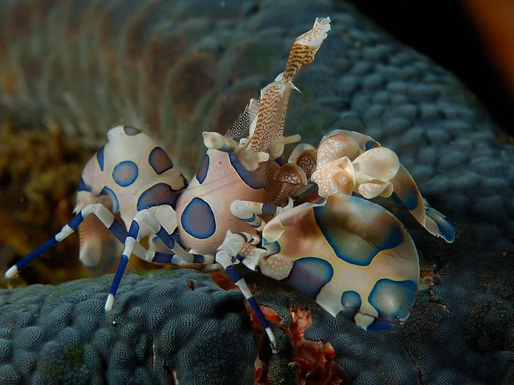  On a dive with Dive into Lembeh: Harlequin shrimps