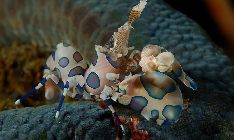  On a dive with Dive into Lembeh: Harlequin shrimps
