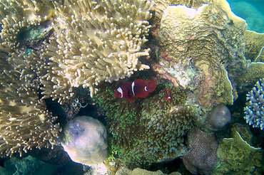 Indonesien, Korallendreieck: Zwei Nemos I Indonesia, Coral Triangle: Two Nemo Fish