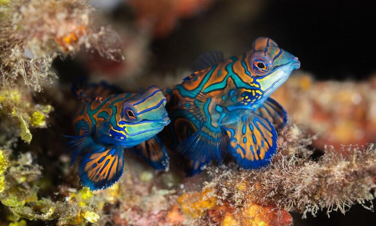 Mandarin fish on a dive with the Lembeh Resort in Sulawesi