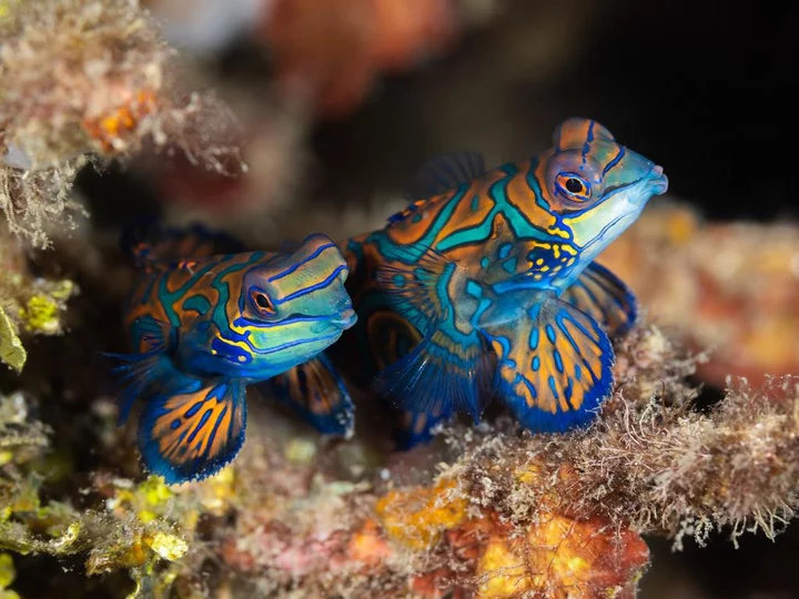 Mandarin fish on a dive with the Lembeh Resort in Sulawesi