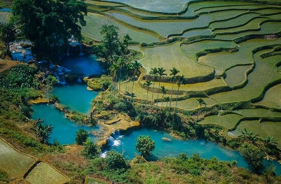 Indonesia, Sumba Island: Picturesque rice field