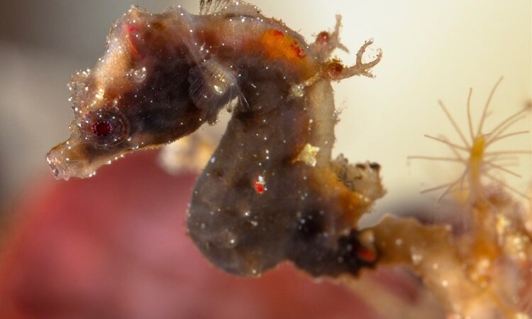 Sulawesi: Sea Souls Resort - Pygmy seahorse