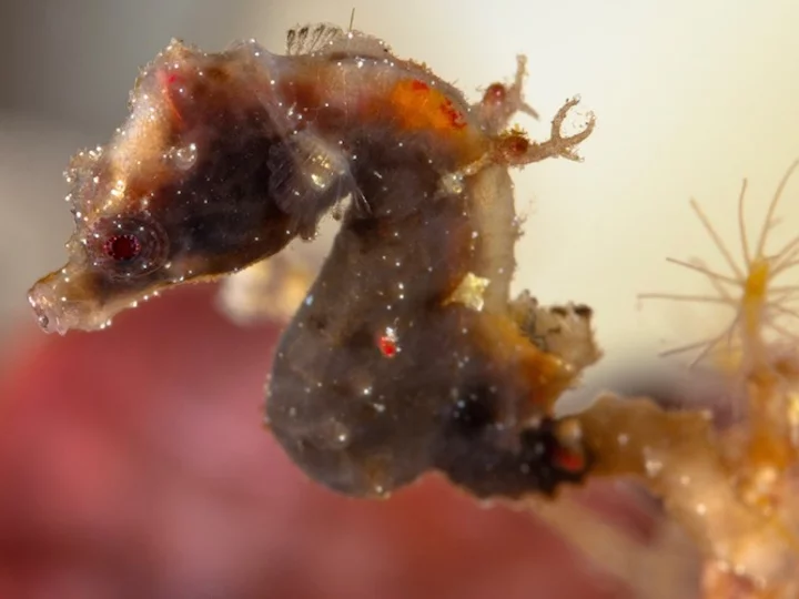 Sulawesi: Sea Souls Resort - Pygmy seahorse