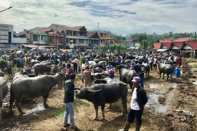 Indonesia, Insel Sulawesi: Büffelmarkt im Toraja Hochland