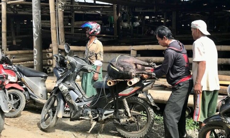 Sulawesi Toraja: Schwein wird auf Moped transportiert