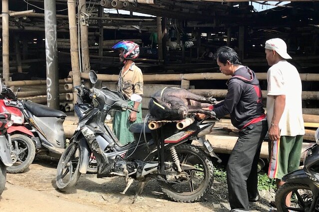Sulawesi Toraja: Schwein wird auf Moped transportiert