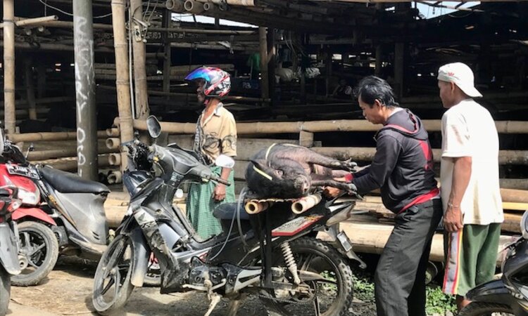 Sulawesi Toraja: Pig is transported on moped