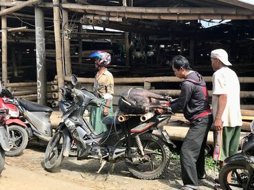  Sulawesi Toraja: Pig is transported on moped