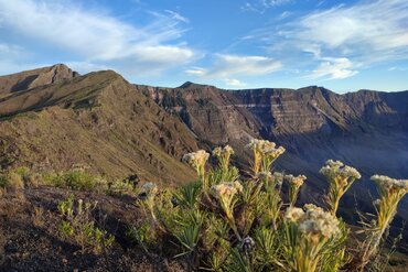 Fauna along the crater rim, Tambora volcano, island of Sumbawa