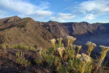 Fauna entlang des Kraterrands, Tambora Vulkan, Insel Sumbawa