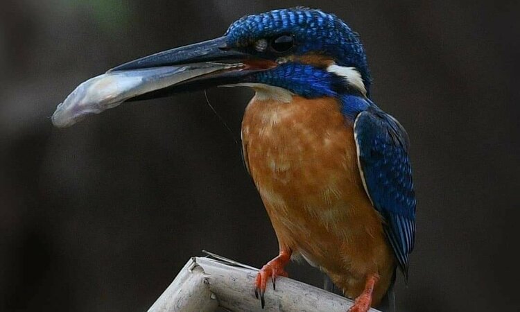 Moluccas, Indonesia: Common Kingfisher (Alcedo atthis hispidoides)
