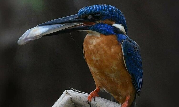 Molukken, Indonesien: Common Kingfisher (Alcedo atthis hispidoides)