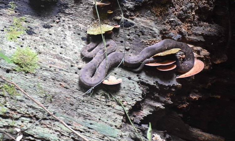 Endemic Halmahera Python