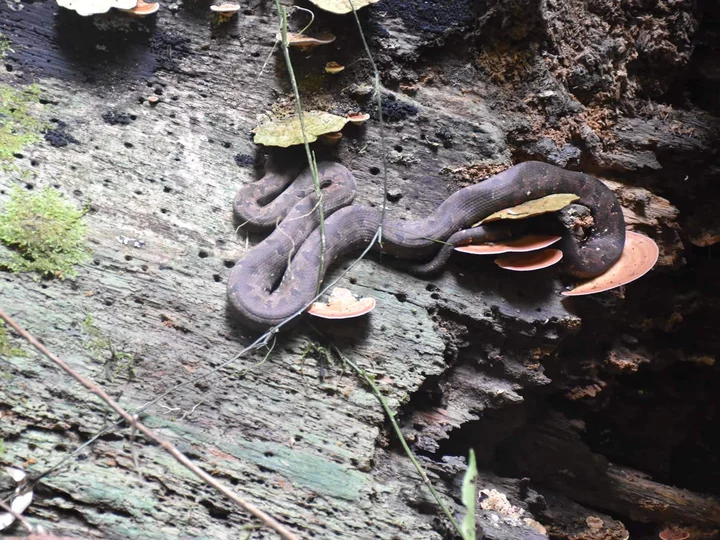 Endemic Halmahera Python