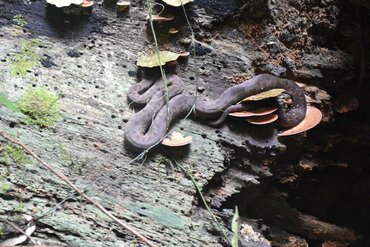 Endemische Halmahera Python