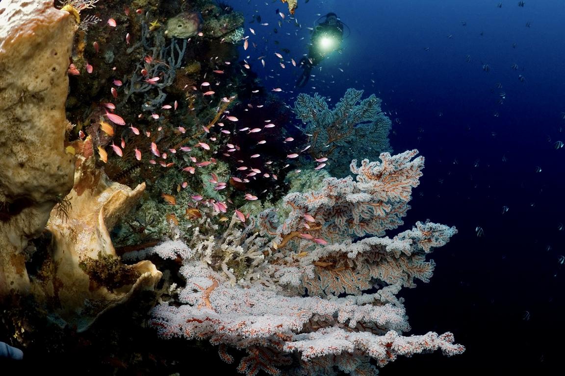 Selayar Dive Resort in Süd-Sulawesi: Taucher bei Korallenriff