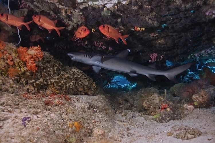  Sulawesi: Sea Souls Resort - Reef shark
