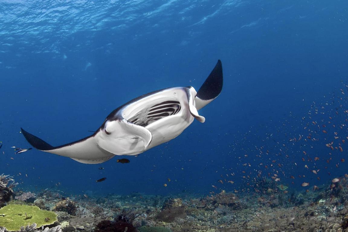 East Sumbawa, Kalimaya Dive Resort: Dive with Manta Rays