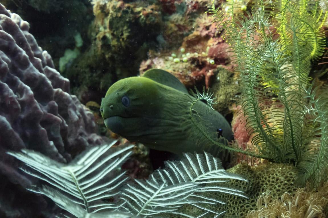 Sumbawa Island, Komodo National Park: Kalimaya Dive Resort Dive with Moray