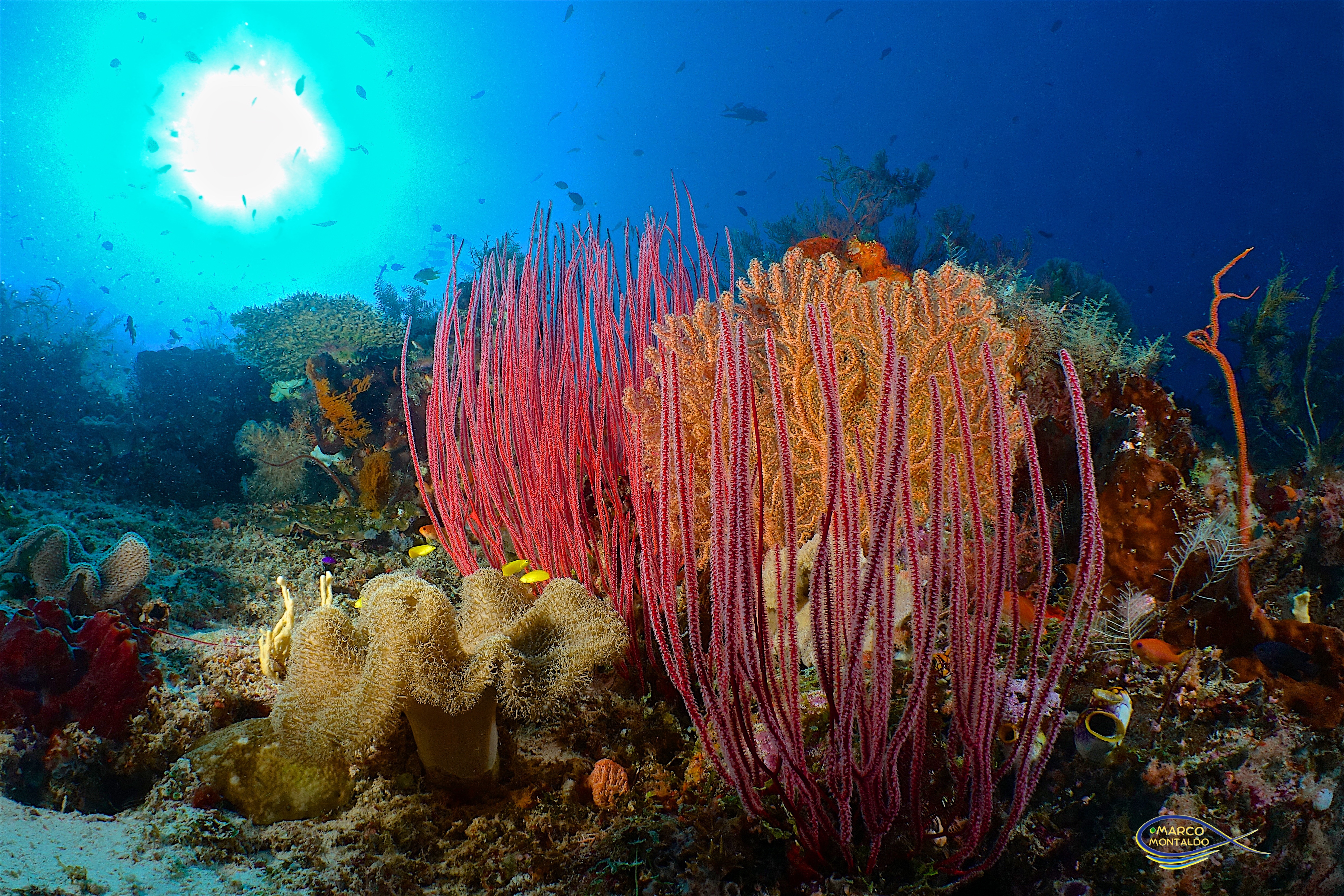  Raja Ampat underwater ferns near Agusta Eco Resort