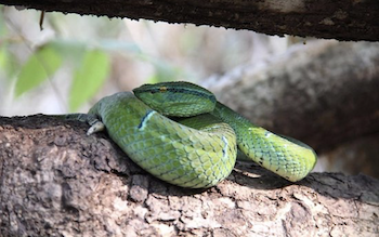 Sulawesi Keeled Green Pit Viper (Tropidolaemus Subannulatus) - Endemic venomous snake