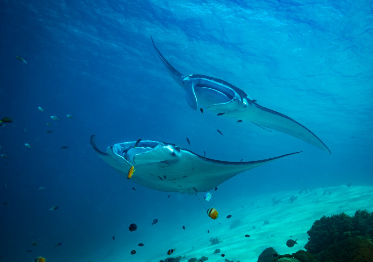 Between Komodo and Flores: Manta Point