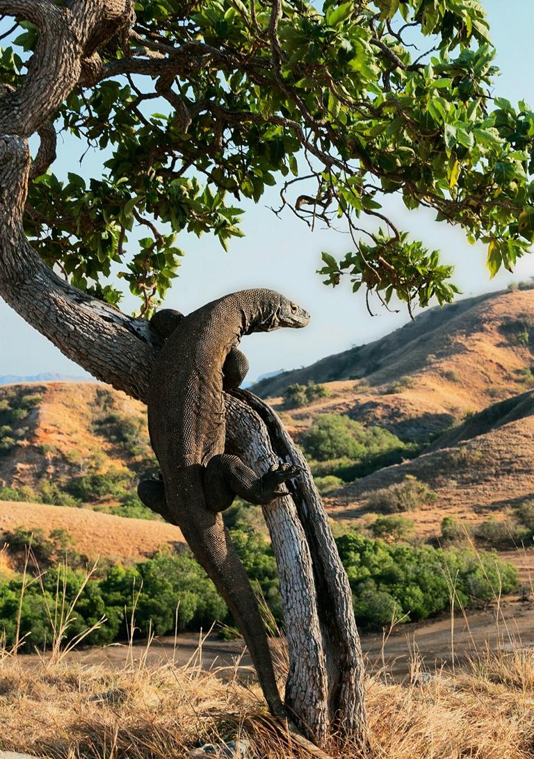 Komodo Island: Komodo dragon climbing up tree