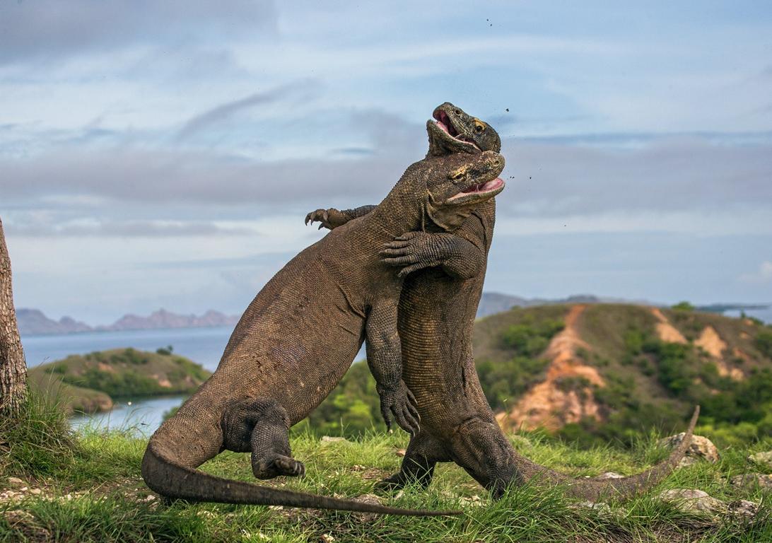 Zwei kämpfende Komodowarane
