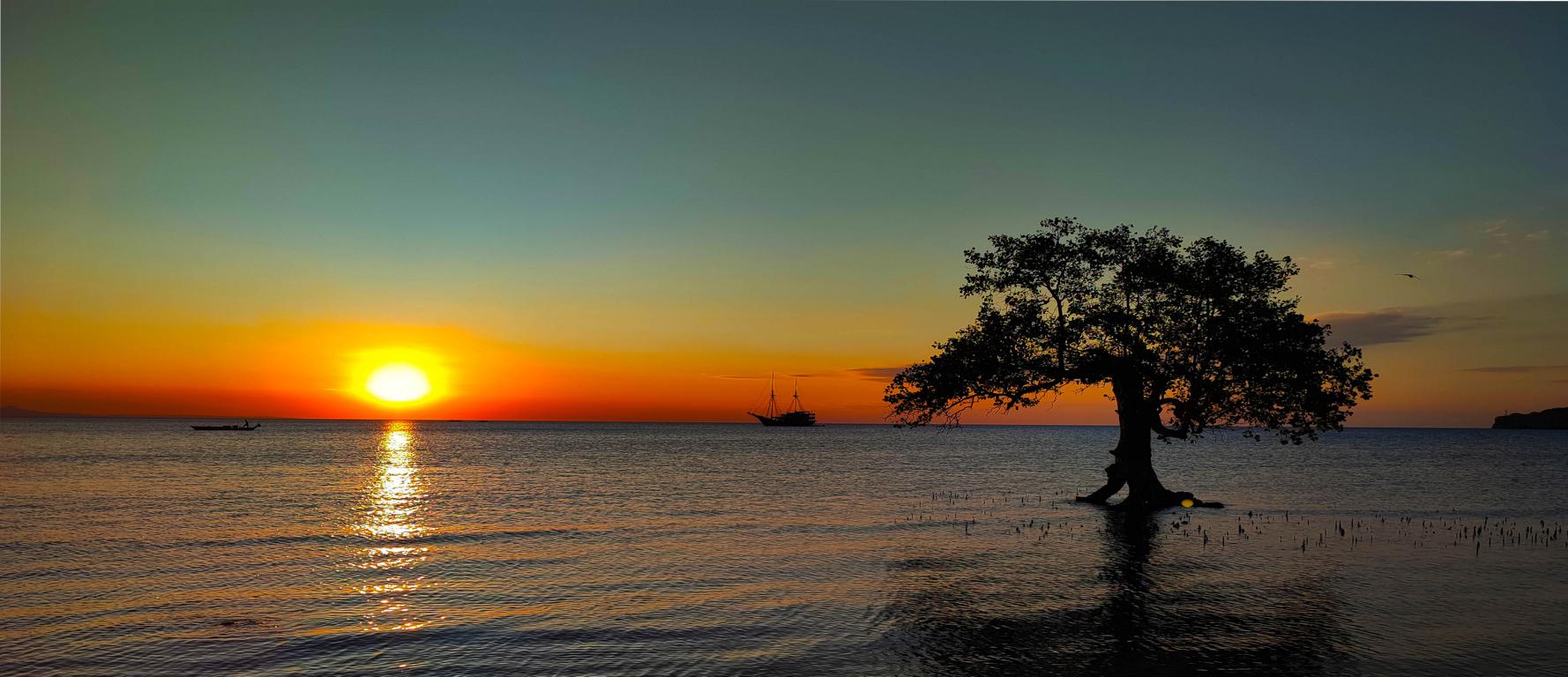 Lesser Sunda Island Sumbawa, Indonesia: Beach with tree at sunset