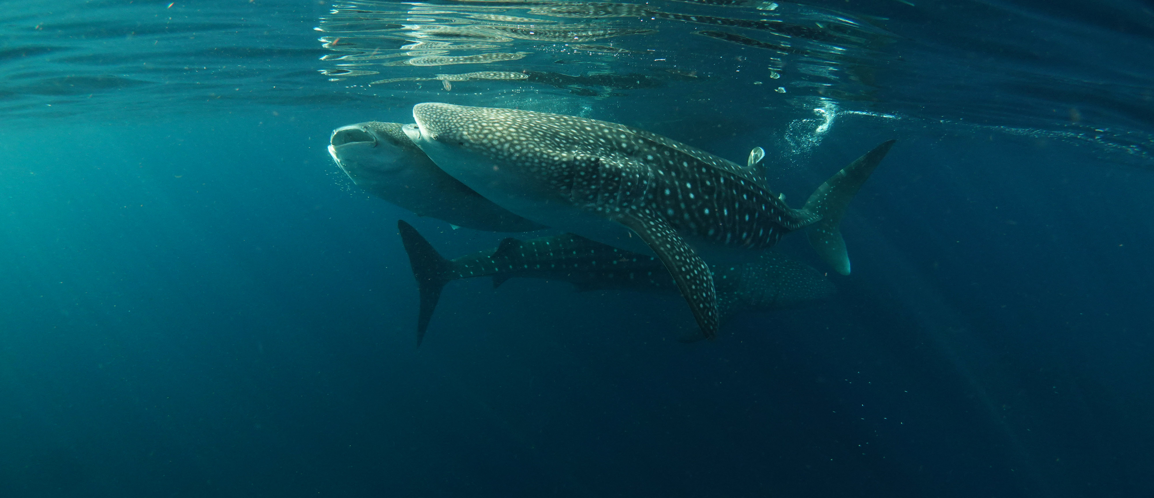 Sunda Island Sumbawa: Three Whale Sharks